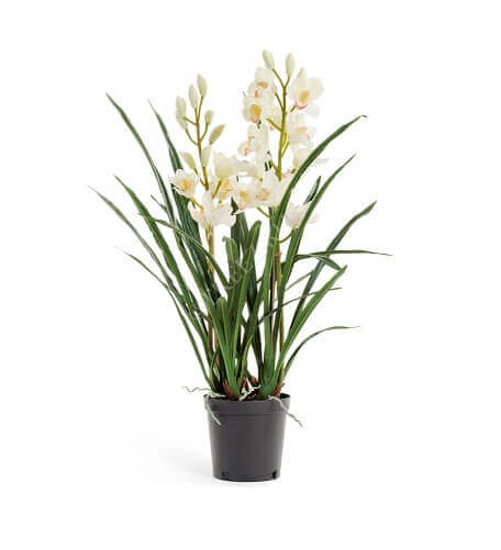 Орхидея Цимбидиум белая фото