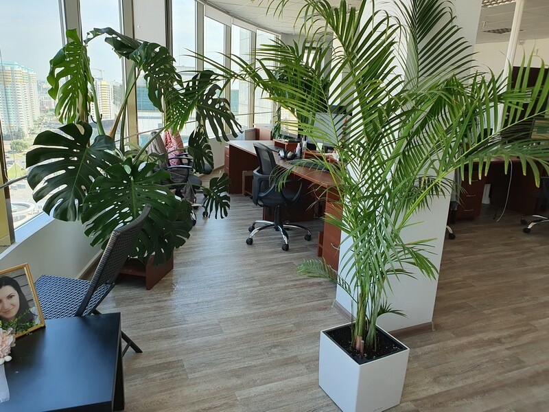 Озеленение офиса пример 5