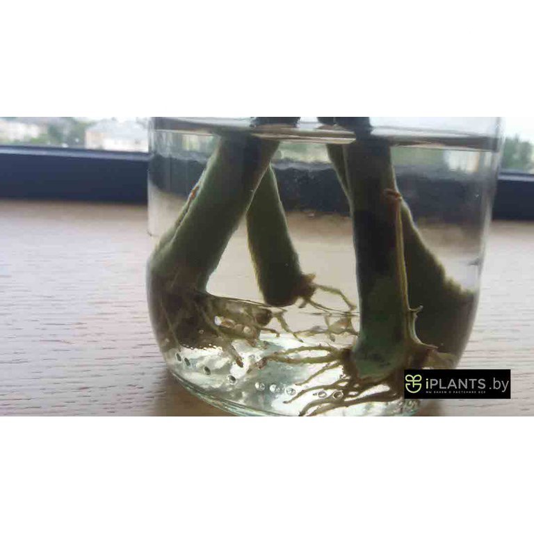 Укоренение замиокулькаса в воде