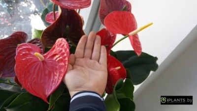 Ухаживаем за антариумом в минском офисе