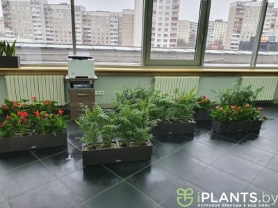 Обнаружили паутинный клещ на многих растениях нашего клиента