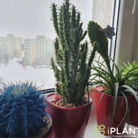 крашенное растение в офисе синий кактус